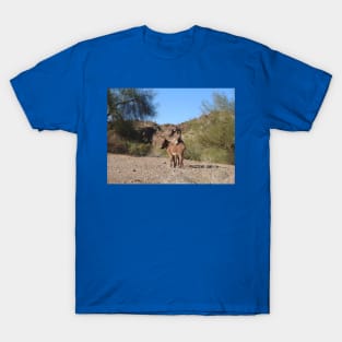 Wild burros, donkeys, wildlife, wild animals T-Shirt